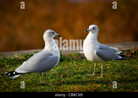 A pair of common gulls ( Larus canus ) stand facing each other. Stock Photo