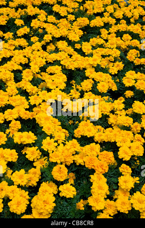 Yellow French Marigold flowers Stock Photo