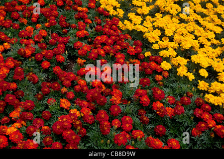 Red and Yellow French Marigold flowers Stock Photo