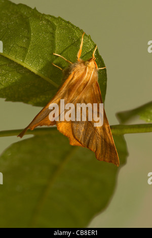 Dusky Thorn (Ennomos fuscantaria Stock Photo - Alamy