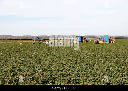 Santa Barbara County California Farm migrant work Workers Hispanic Mexican Mexico Harvest Farming Stock Photo