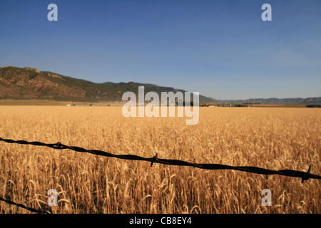 rusted barbed wire fence strand in focus with out of focus wheat field behind it Stock Photo