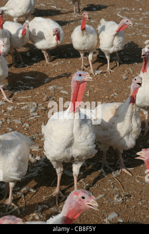 a number of domestic white turkeys Stock Photo