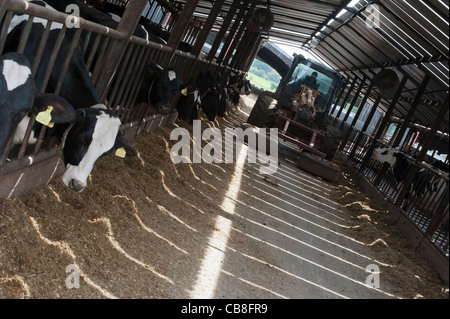 Diary Farm. England UK Stock Photo