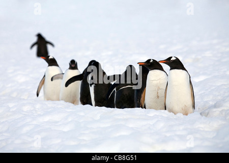 Gentoo Penguins (Pygoscelis papua) walking in line on the Penguin highway at Cuverville Island, Antarctica Stock Photo