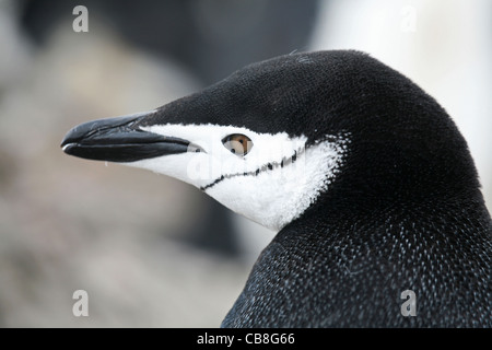 Chinstrap penguin (Pygoscelis antarcticus) close-up, Barrientos Island, South Shetland Islands, Antarctica Stock Photo