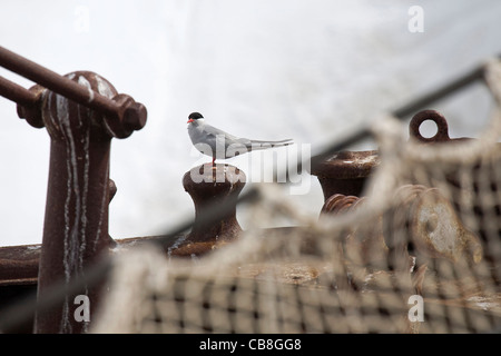 Antarctic Tern (Sterna vittata) resting on deck of an old rusty ship at Enterprise Island, Antarctica Stock Photo