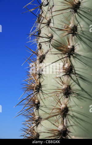 Saguaro cactus (Carnegiea gigantea) edge Stock Photo