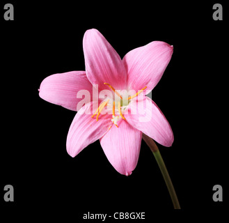 pink rain lily (Zephyranthes) flower with dark background Stock Photo