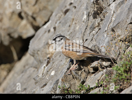 Rock Bunting, Emberiza cia Stock Photo