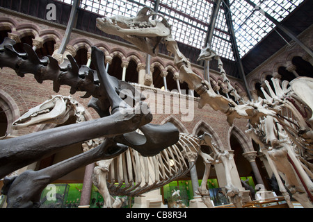 Oxford University Museum of Natural History, Oxford, UK Stock Photo