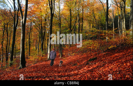 AN AUTUMN STROLL THROUGH THE MAGNIFICENT QUEEN ELIZABETH COUNTRY PARK, NEAR PETERSFIELD, HANTS Stock Photo