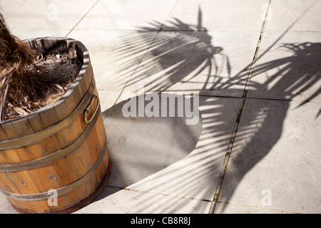 palm in a pot on patio Stock Photo