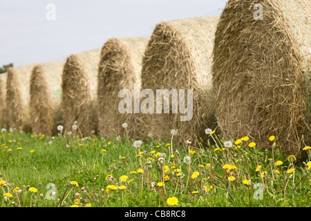 Round Hay Bales in Summer Field of Dandelions Stock Photo