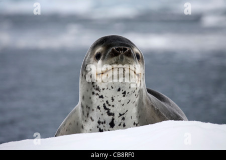 Leopard seal / sea leopard (Hydrurga leptonyx) resting on iceberg in Paradise Bay, Antarctica Stock Photo