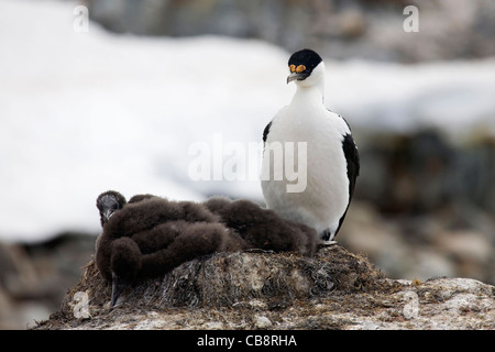 Blue-eyed Imperial Antarctic Shag (Phalacrocorax atriceps / bransfieldensis) with chicks on nest in rookery, Antarctica Stock Photo