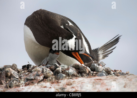 Gentoo Penguin (Pygoscelis papua) with chick rearranging stones around nest in rookery at Petermann Island, Antarctica