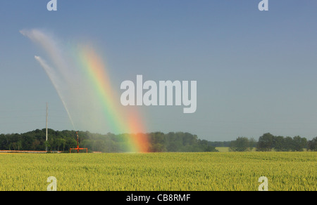 Image of a water sprinkler generating a rainbow in a wheat field during the irrigation process. Stock Photo