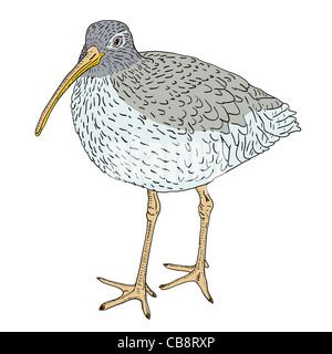 Eurasian Curlew, bird. Vector illustration. Stock Photo