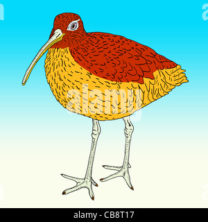 Eurasian Curlew, bird. Vector illustration. Stock Photo