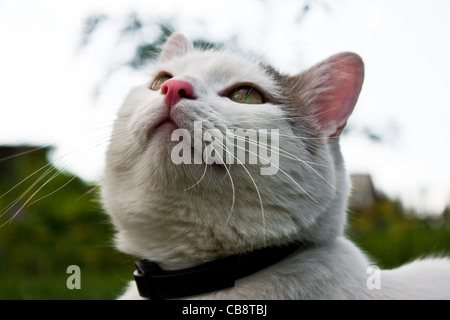 close up photo of the white cat sitting in the green grass Stock Photo