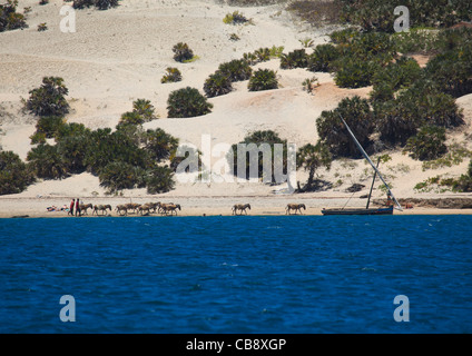 Donkey Caravan With Dhow Coats Of Shela Lamu, Kenya Stock Photo