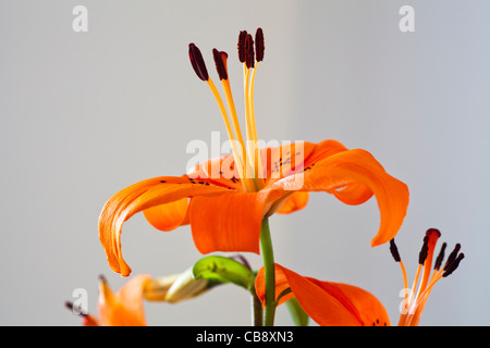 orange tiger lily with pollen covered anthers Stock Photo