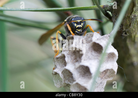 wasp nest and large wasp on coniferous tree Stock Photo