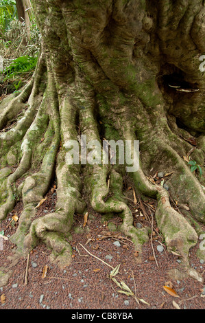 French Overseas territory, Reunion Island. Perfumes & Spice Garden. Stock Photo