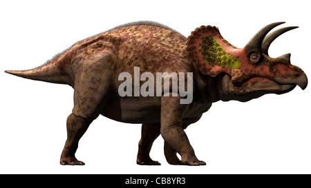 Triceratops is a genus of chasmosaurine ceratopsian dinosaur that lived during the late Maastrichtian age of the Late Cretaceous period Stock Photo