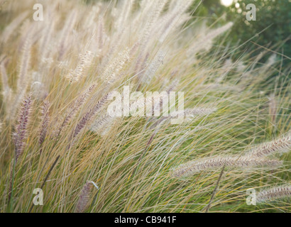 Pennisetum setaceum, Fountain grass Stock Photo