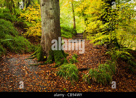 Colourful Autumn Woodland Scene, walking trail with no people running through an autumnal woodland. Stock Photo