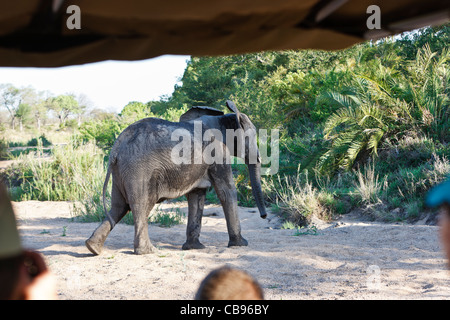 An African Elephant loxodonta africana bull crosses a dry river bed watched by tourists from a game viewing vehicle on safari. Stock Photo