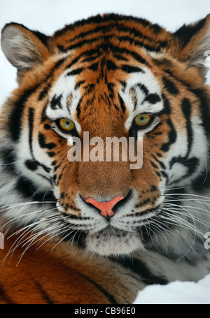 Yiung tiger portrait. Novosibirsk ZOO Stock Photo