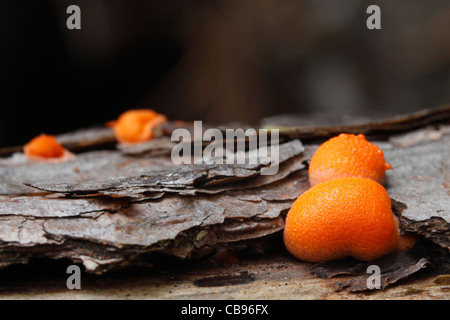 slime mould on dead wood Stock Photo
