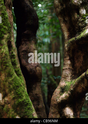 A close-up of a curvy tree trunk covered by moss in the rainforest of the Commonwealth of Dominica, West Indies, Caribbean. Stock Photo