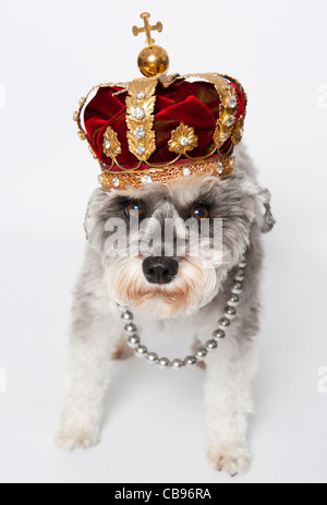 Lily the miniature schnauzer dog wearing a crown Stock Photo