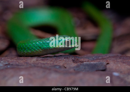 Close-up of a Smooth Green Snake. Stock Photo