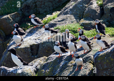 Atlantic puffin Fratercula arctica Isle of May National Nature Reserve ...