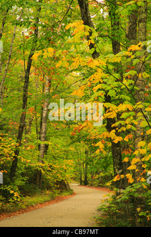 Road Near Abol Camp, Baxter State Park, Millinocket, Maine, USA Stock Photo