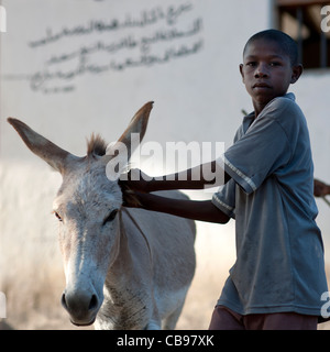 Lamu Kenya Africa swahili a young boy is leading his donkey in the streets of Lamu Stock Photo