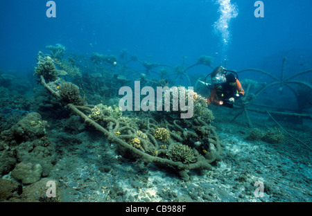 Scuba diver at artificial reef, bio-rock with low-volt power, method of enhancing the growth of corals and aquatic organisms, Pemuteran, Bali island Stock Photo