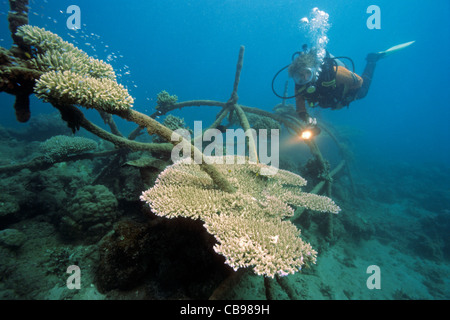 Scuba diver at artificial reef, bio-rock with low-volt power, method of enhancing the growth of corals and aquatic organisms, Pemuteran, Bali island Stock Photo