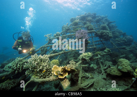 Scuba diver at artificial reef, bio-rock with low-volt power, method of enhancing the growth of corals and aquatic organisms, Pemuteran, Bali island Stock Photo