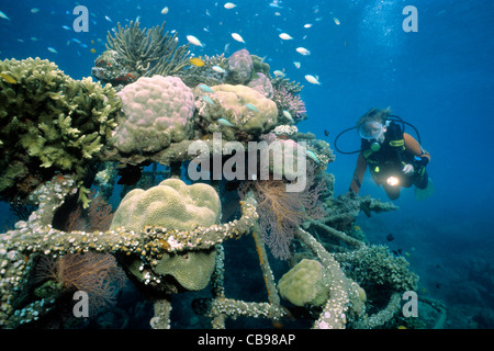 Scuba diver at artificial reef, bio-rock with low-volt power, method of enhancing the growth of corals and aquatic organisms, Pemuteran, Bali island Stock Photo