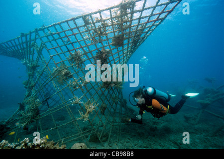 Scuba diver at artificial reef, bio-rock with low-volt power, method of enhancing the growth of corals and aquatic organisms, Pemuteran, Bali island Stock Photo