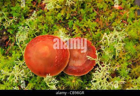 Mushrooms in Moss Garden along Moose Cave Gorge Trail, Bear River, Grafton Notch State Park, Newry, White Mountains, Maine, USA Stock Photo