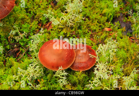 Mushrooms in Moss Garden along Moose Cave Gorge Trail, Bear River, Grafton Notch State Park, Newry, White Mountains, Maine, USA Stock Photo