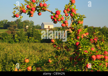 Apple Orchard, Near Winchester, Stephens City, irginia, USA Stock Photo