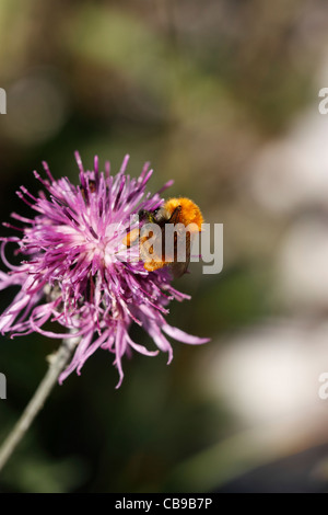 bumblebee (Bombus muscorum) on Greater Knapweed (Centaurea scabiosa) Stock Photo